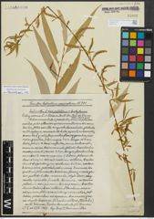 Foto von Salix alba subsp. vitellina (L.) Arcang. x Salix babylonica L.